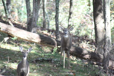 Deer in a forest