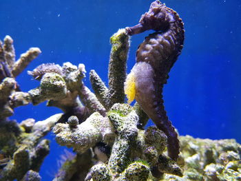 Close-up of sea horse in sea