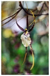 Close-up of insect hanging on plant