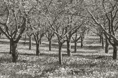 Trees on field