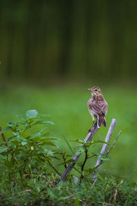 Bird perching on a plant