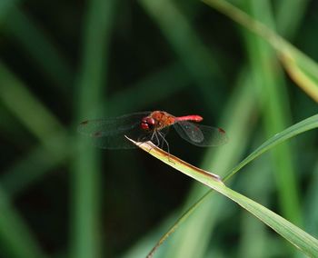 Close-up of insect on plant