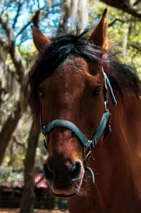 Close-up of a horse