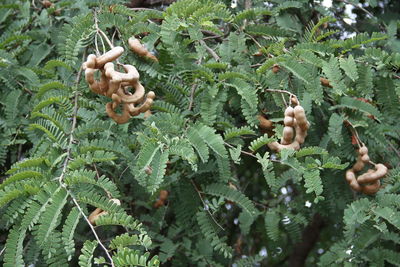 Close-up of plant