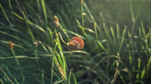 Close-up of snail on grass