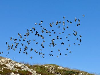 large group of animals