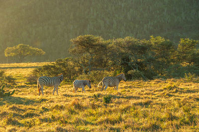 Zebras in a field