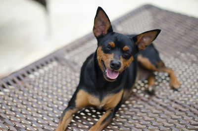 High angle portrait of dog sticking out tongue outdoors