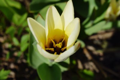 Close-up of yellow flower blooming outdoors