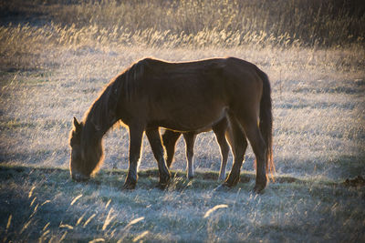 Horse standing in a field