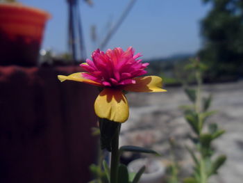 Close-up of pink flowering plant