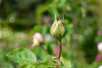 Colorful roses share the autumnal landscape at the rosaleda del retiro park in madrid, spain. 