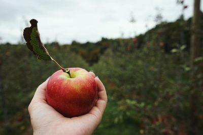 Close-up of hand holding apple