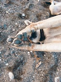 High angle view of a dog