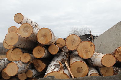 Stack of logs in forest