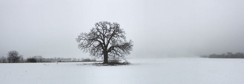 Bare tree on snow covered landscape against clear sky