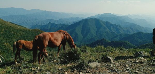 Horse in a mountains