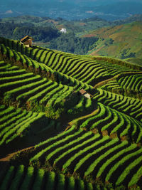 Scenic view of agricultural field