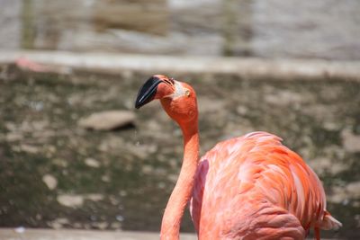 Close-up of bird 