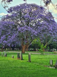 View of flowering tree in field