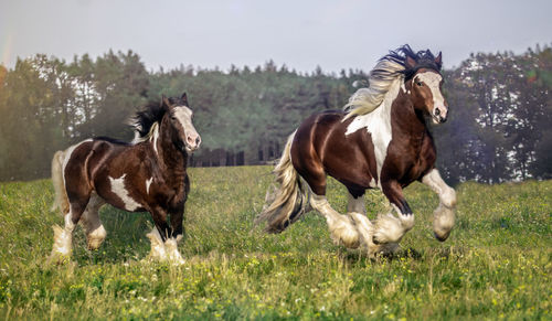 Horses in a field