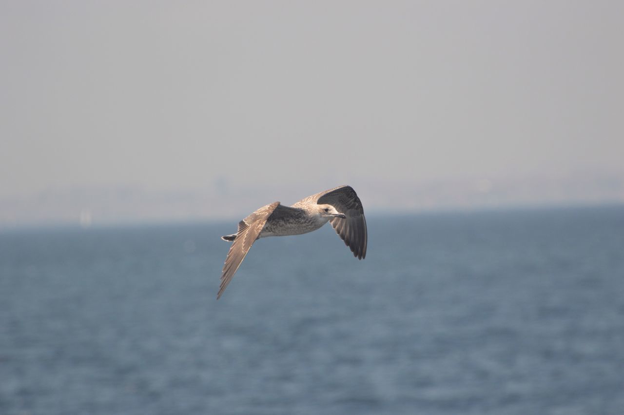 one animal, animal themes, animals in the wild, bird, wildlife, water, nature, spread wings, full length, focus on foreground, flying, sea, side view, perching, copy space, beauty in nature, waterfront, outdoors, zoology, selective focus