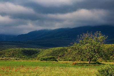 Scenic view of field against sky