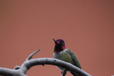 Close-up of bird perching on branch against sky