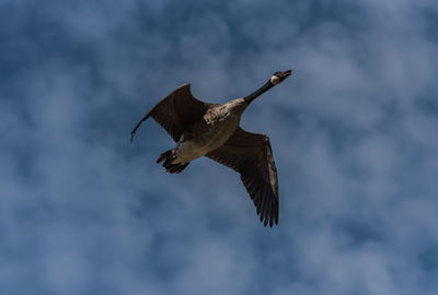 Low angle view of canada goose flying in sky