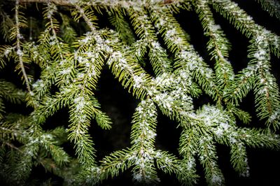 Full frame shot of fresh green plants in winter