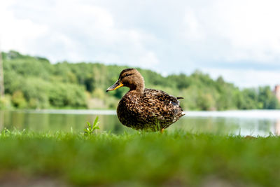 Close-up of duck on lake against sky