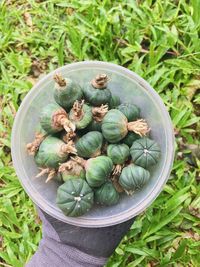 High angle view of vegetables in container