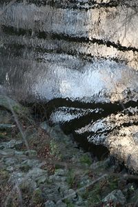 Trees in water