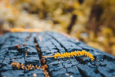 Close-up of yellow leaf on rock