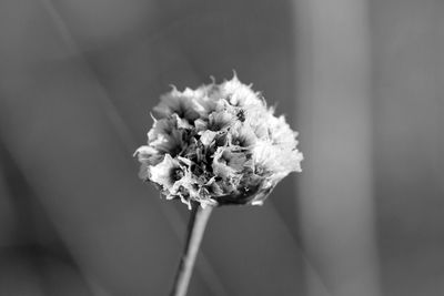 Close-up of wilted flower plant