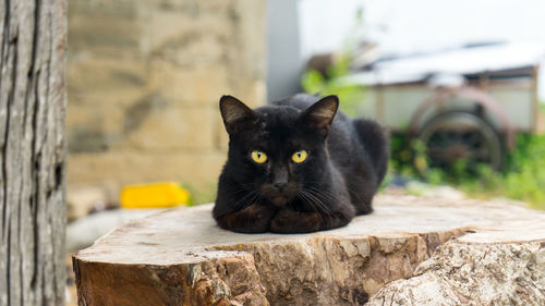Portrait of black cat on retaining wall