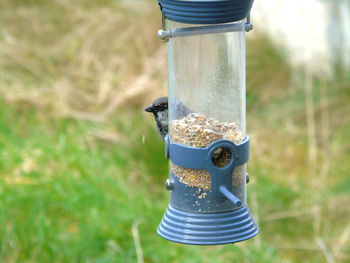 Close-up of bird hiding behind feeder