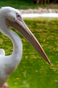 Close-up of pelican by green water