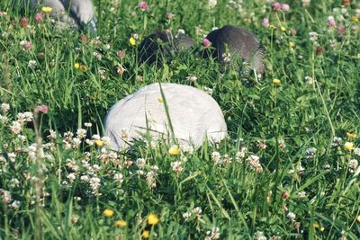 View of white flowering plants on land