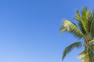 Low angle view of palm tree against clear blue sky