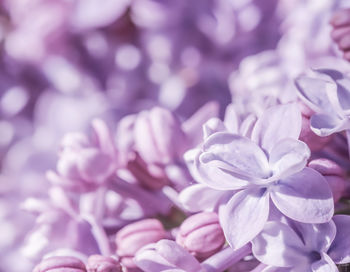 Close-up of purple flowering plant