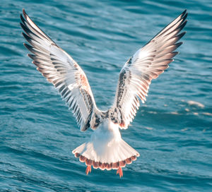 Seagulls flying over sea