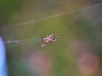 Close-up of spider on web