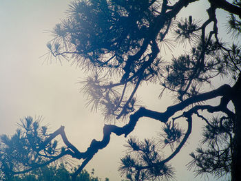 Low angle view of silhouette tree against sky