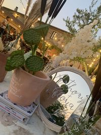 Close-up of potted plants against illuminated window