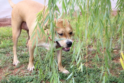 Close-up of a staffordshire terrier under a tree