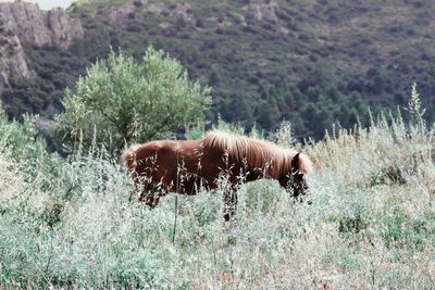 Side view of horse on field