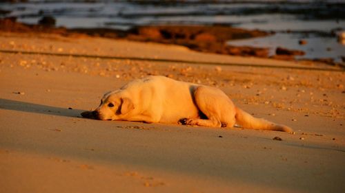 Close-up of sheep on sand at beach