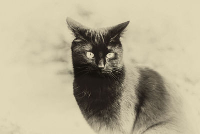 Close-up portrait of cat