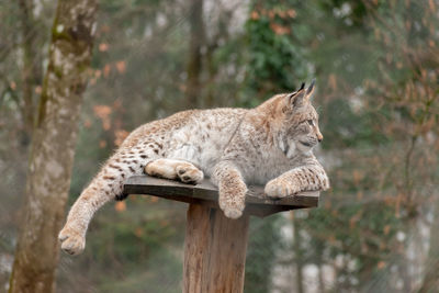 Feldkirch, austria, february 17, 2024 lynx in a wild life park shot is taken through a fence